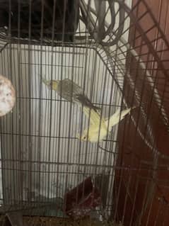 2female cocktails and 1 male australian bird