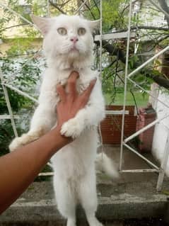 PERSIAN MALE AND PERSIAN KITTEN FOR SALE