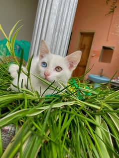 Rare Double Coat Turkish Angora Kittens With Odd-Coloured Eyes