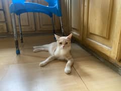 Female Persian cat for sale. Age 1 year