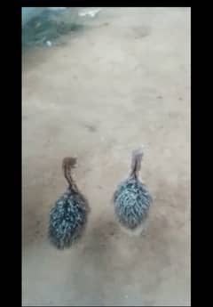Ostrich chicks pair or single age about 15 dayas for sale