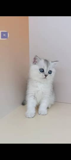 British short-hair kitten available for sale