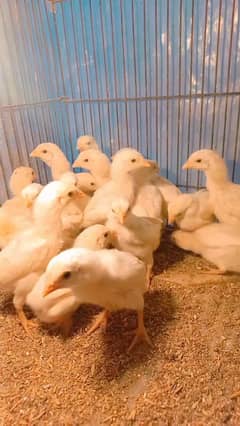 Heera/shamo/chick/eggs/pathy/madi/murga/hera/hira/hen/white/pure/aseel