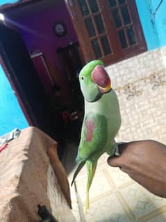 Raw parrot male age 4 year