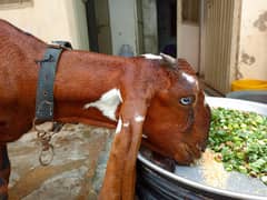 Beetal bakri