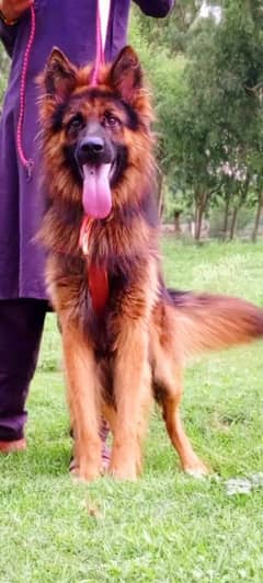 German Shepherd mail 8 month for sale