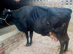 Beautiful cross cow