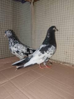 royal tady breeder pair for sale