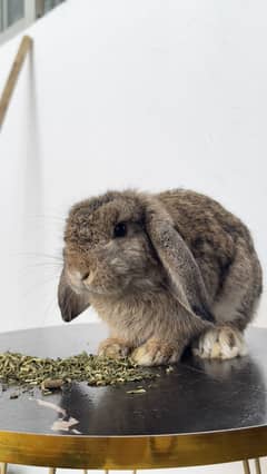 Holland loop Bunny