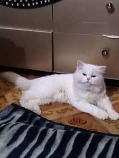 Persian cat