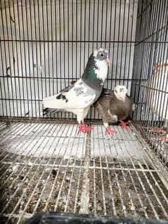 qasid breeder pair