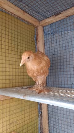 Golden buff chicks (03207858636)