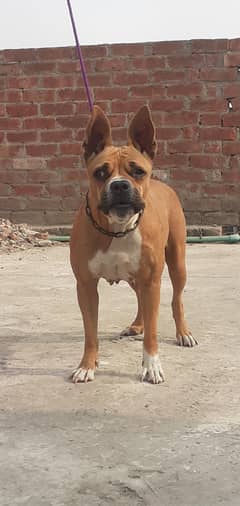 female boxer dog