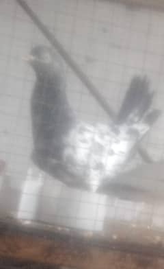 tadi boss ki aankh
