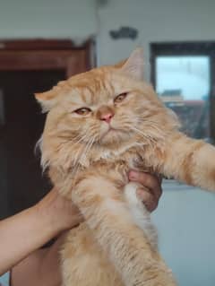 Ginger Cat | persian cat | Persian Triple Coated Kittens For Sale
