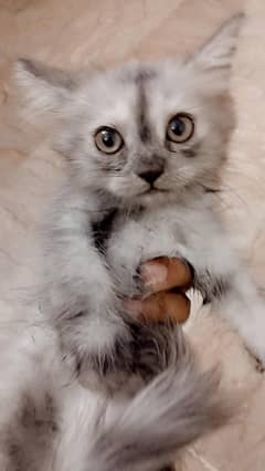 persion kitten 2 months