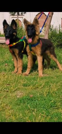 top quality German Shepherd puppies For Sale