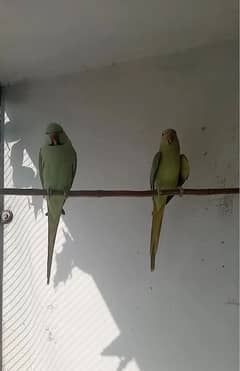 Breeder
