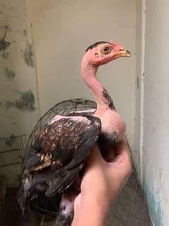 aseel chicks fo sale , mushkay, thai, ganje chicks available