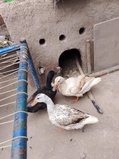 ducks