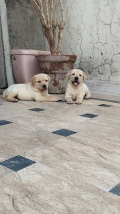Labrador puppies for Sale with Mother