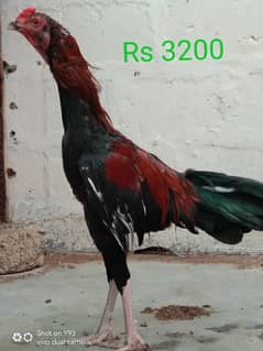 aseel murgha / murghi / patha .