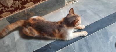 persioun cat
