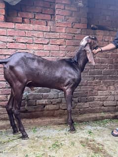 Bakra