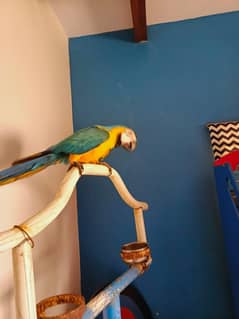 macaw