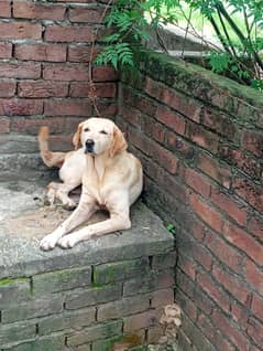 Labrador female 1 month pregnant