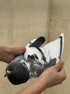 Breeder Pair For Sale