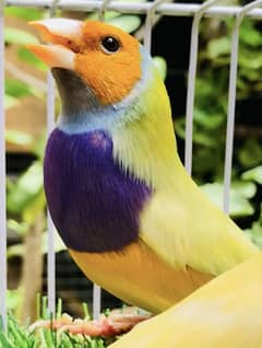 Gouldian finch
