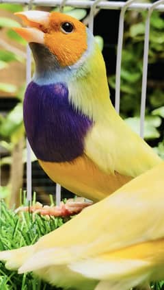 Gouldian