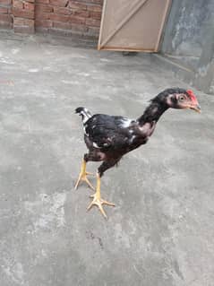 white Heera ha aur black bengam be ha 03056377507