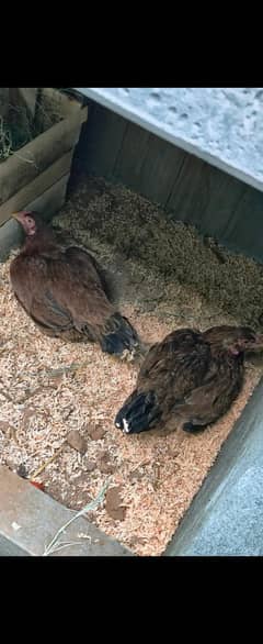 Aseel hens for sale