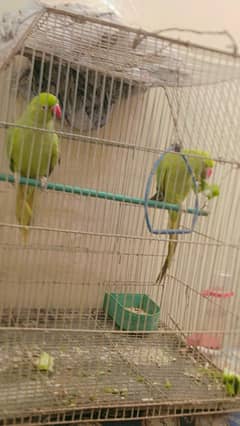 Ringneck parrot