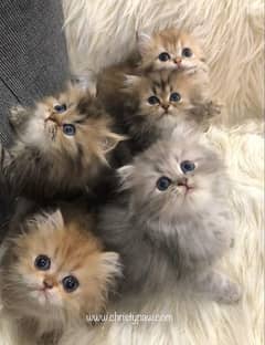 Persian cat one baby 12000 only.