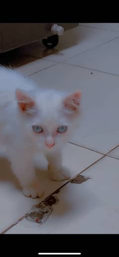 Persian cat blue eyes pure white color healthy active