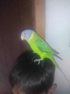 Parrot
