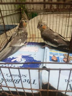 sale for parrots