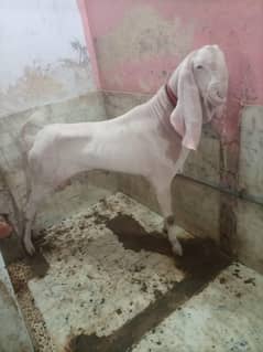 Gulabi