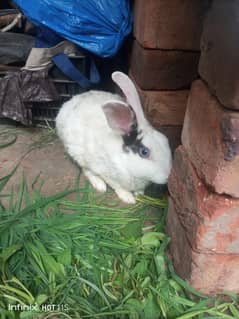 Rabbits for sale