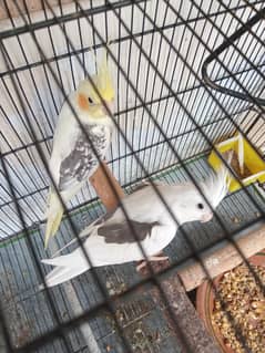 cocktail breeder pair