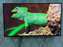 Ecostar Smart tv 4K LED 55”
