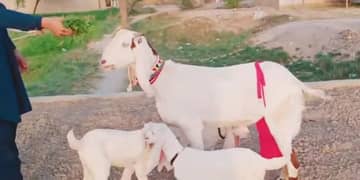 3 bacchon wali gulabi bakri for sale Call me 03433066498