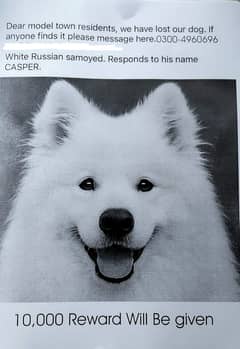 Lost Dog