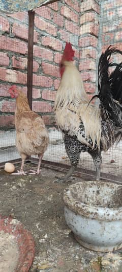 Murga Murgi daily egg