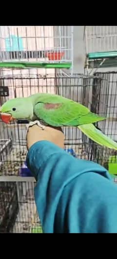 raw jambo size kashmiri chicks self pc
