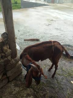 Dogli bakri Rabta sirf  Whatsapp  per ho ga 03496486646