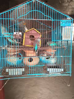 Parrot